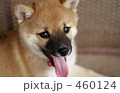 犬の写真
