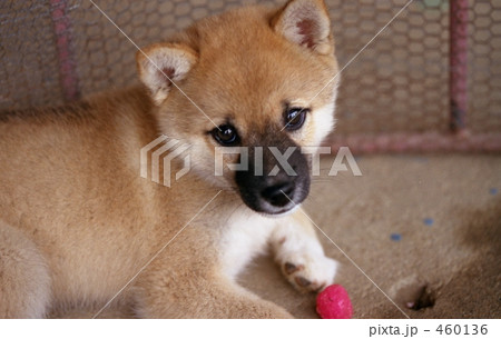 犬の写真