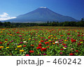 富士山と百日草