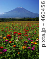 富士山と百日草畑
