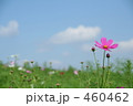 秋桜　２００８