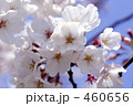 桜　さくら　