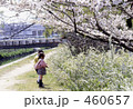 桜　さくら　