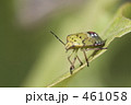 色痣らかな色鮮やかなカメムシ