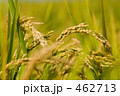 稲穂