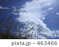 青空にススキ