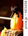 ハロウィン黒ネコ