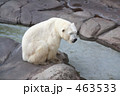 シロクマ