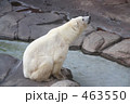 しろくまくん