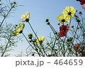黄色のコスモス