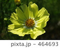 黄色のコスモス