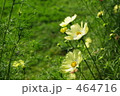 黄色のコスモス