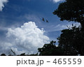 沖縄の空とつばめ