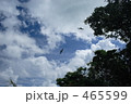 沖縄の空とつばめ