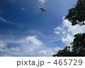 沖縄の空とツバメ