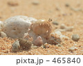 ヤドカリ ヤドカリ