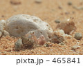 ヤドカリ ヤドカリ