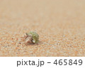 ヤドカリ