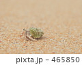 ヤドカリ