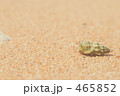 ヤドカリ