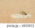 ヤドカリ