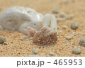 ヤドカリ ヤドカリ