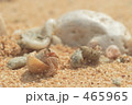 ヤドカリ ヤドカリ