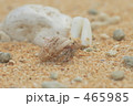 ヤドカリ ヤドカリ