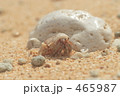 ヤドカリ ヤドカリ