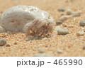 ヤドカリ