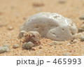 ヤドカリ