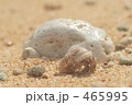 ヤドカリ