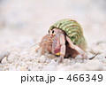 コーンを抱くヤドカリ