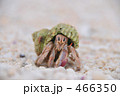 はにかみヤドカリ