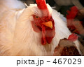 鶏