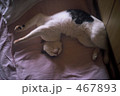 眠り猫