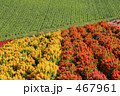 お花畑