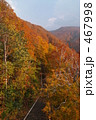 紅葉の森へ続く道