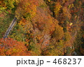 紅葉の斜面