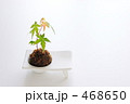苔玉もみじ