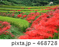 奈良県・明日香村の彼岸花