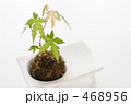 苔玉もみじ