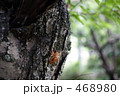 セミの抜け殻