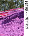 素材ナンバー 469156 : 「花の絨毯・芝桜」