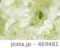 紫陽花　アナベル　
