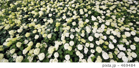 紫陽花 アナベルパノラマ 紫陽花 アナベルパノラマ