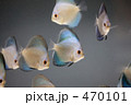 ディスカス