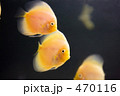 ディスカス