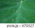 水滴　葉