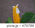 パキスタキス　Pachystachys　